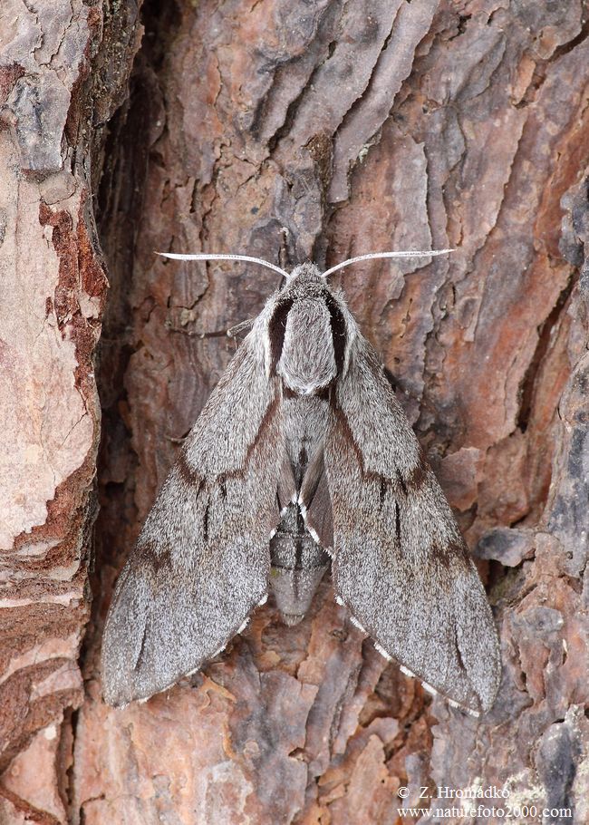 Pine Hawk-moth, Sphinx pinastri (Butterflies, Lepidoptera)